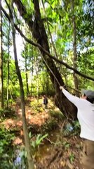 Man Attempts to Cross Water by Swinging Through Tree Branch and Ends up Falling