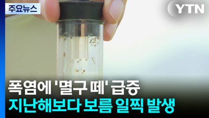 폭염에 '멸구 떼' 급증...지난해보다 보름 일찍 발생 / YTN