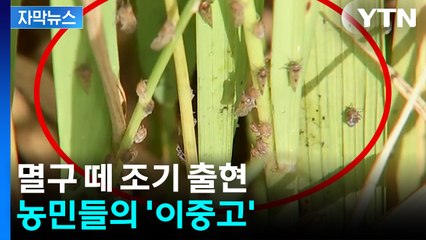 [자막뉴스] 무더위에 벼멸구 급증...농민들의 '이중고' / YTN