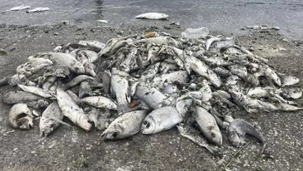 İzmir Körfezi'nde büyük tehlike! Uzman isim 'Yakında başlayacak' deyip uyardı