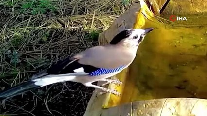 Bursa Uludağ\'da görüntülendi! Mavi tüyleriyle dikkat çekiyor