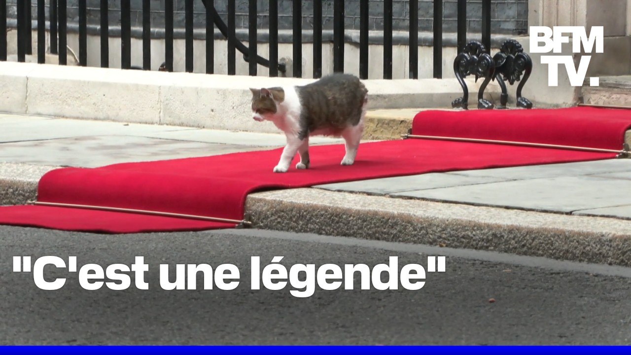 Royaume-Uni: "Larry The Cat", locataire à quatre pattes du 10 Downing Street depuis quinze ans