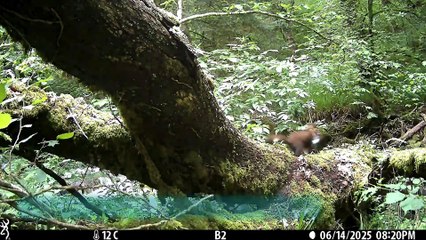 Pine marten kits born on Dartmoor