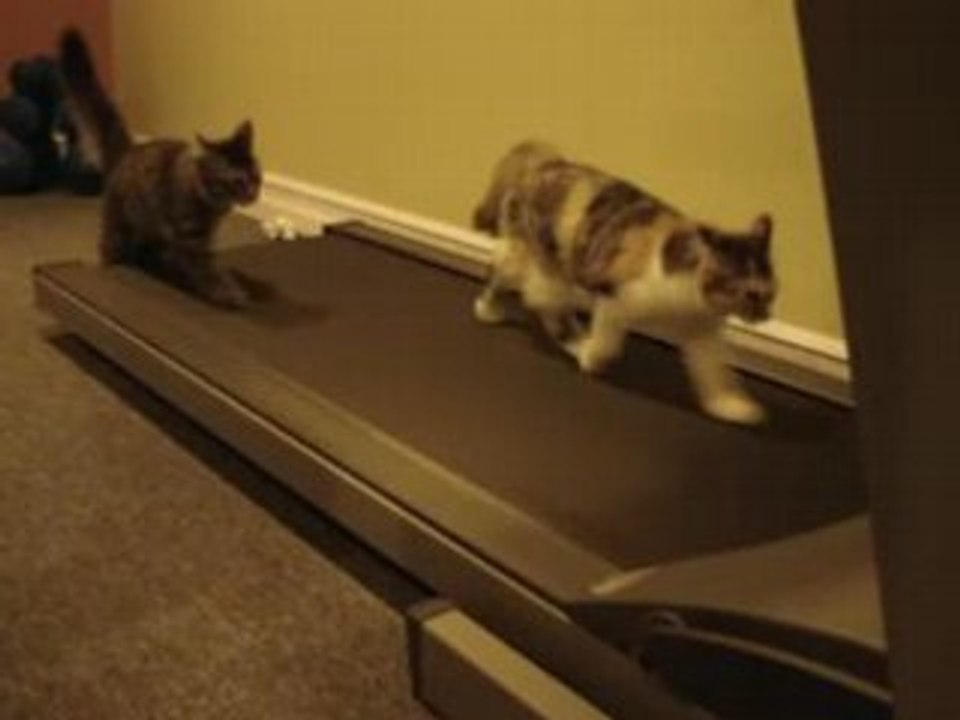 Deux chats sur un tapis roulant