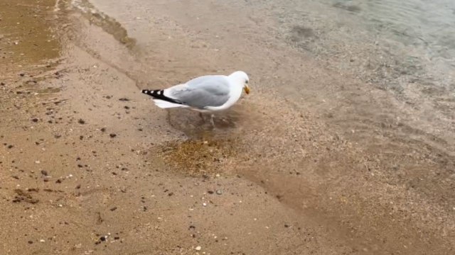 Lone bird keeps stomping tiny holes in shoreline during peaceful day on the beach