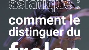 Frelon asiatique : comment le distinguer du frelon européen, utile et bénéfique pour l'écosystème ?