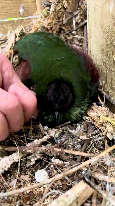 Angry Bird Crested Partridge protecting chicks🥰🤩 _birds _bird _aviary _birdlife _naturevibes