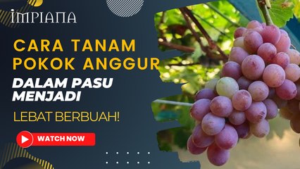 Cara Tanam Pokok ANGGUR Dalam Pasu Menjadi, Lebat Berbuah