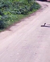 Fight between snake and mongoose in the middle of the road...!!