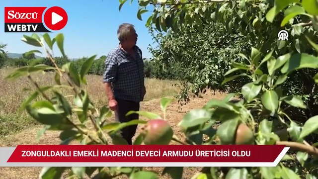 Zonguldaklı emekli madenci Deveci armudu üreticisi oldu