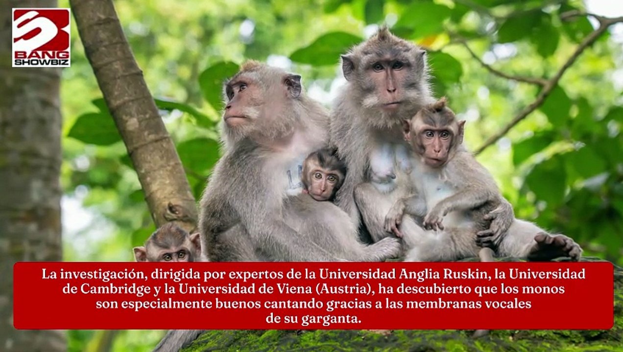 Investigación revela que los monos son los que mejor cantan a coro