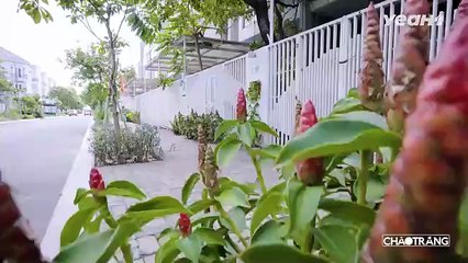 GẶP NẠN NẰM VIỆN, ĐÒI NỢ BẠN THÂN !!! _ Cháo Trắng _ Phim Việt Nam 2025