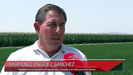 Arroceros advierten de que "se avecina una catástrofe" para el cultivo en Extremadura
