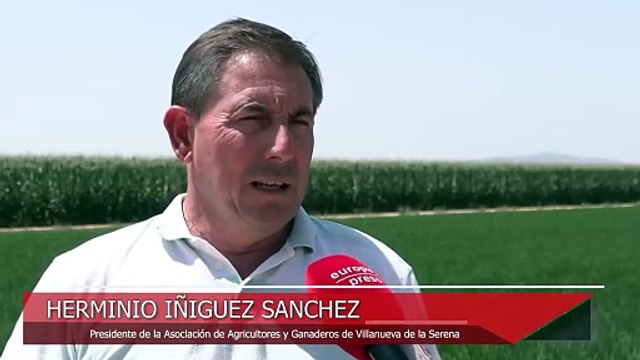 Arroceros advierten de que se avecina una catástrofe para el cultivo en Extremadura