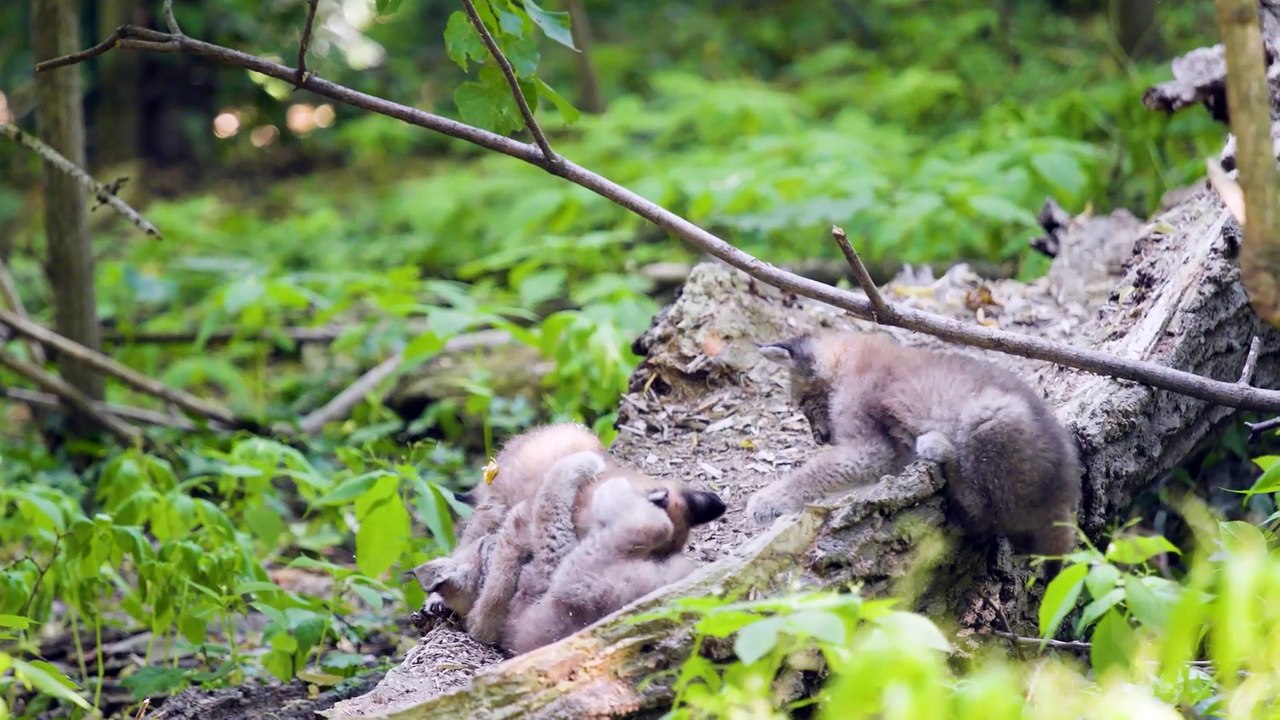 Luchs-Drillinge im Tiergarten Schönbrunn geboren
