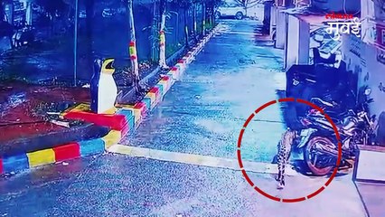 गोरेगावात बिबट्याचा मुक्त संचार