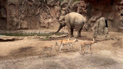 Calm elephant rescues young gazelle struggling in water at zoo