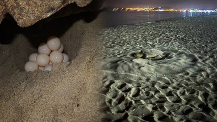 Kuşadası’nda yılın ilk caretta caretta yuvası tespit edildi