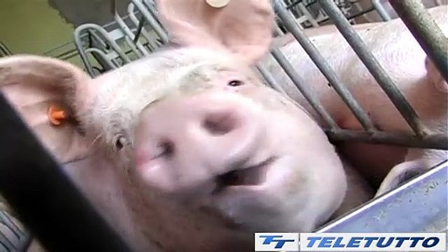 Video News - Allevamento e agricoltura nella morsa del caldo