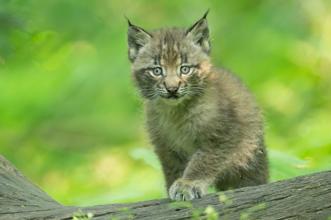 Luchs-Drillinge im Tiergarten Schönbrunn geboren
