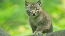 Luchs-Drillinge im Tiergarten Schönbrunn geboren