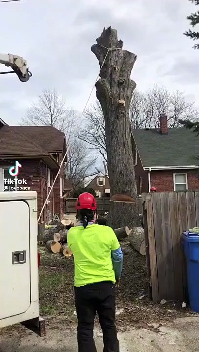 En coupant cet arbre les bucherons vont avoir une drôle de surprise !
