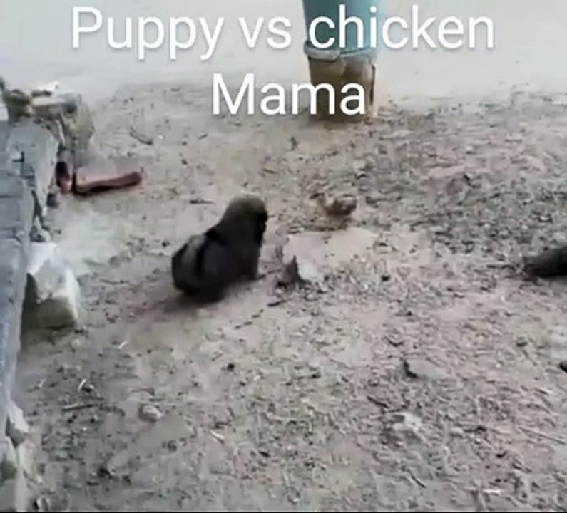 Mama hen protected baby chicks from puppy