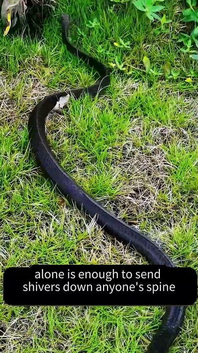 King Cobra 🐍| The Deadliest snake | King of the snakes world #shorts #Cobra #snakes #kingcobra #amazing #wildlife #forest #animals