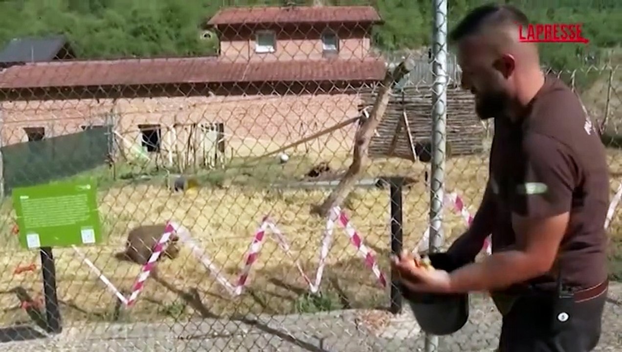 Kosovo, cucciolo di orso salvato dalla tratta illegale: le immagini della sua nuova 'casa' a Pristina