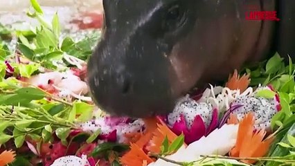 Thailandia, il baby ippopotamo Moo Deng festeggia un anno