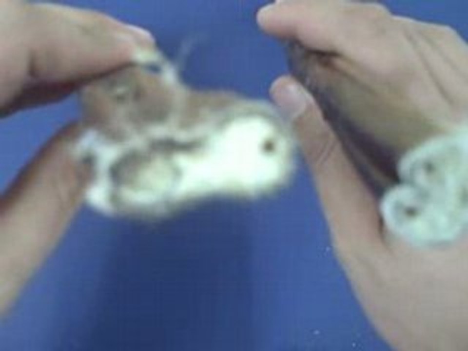 Bully Sticks - Best Bully Sticks Product Video