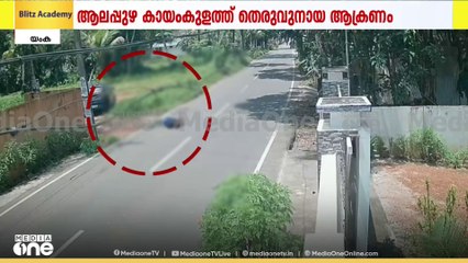 ആലപ്പുഴ കായംകുളം കരീലക്കുളങ്ങരയിൽ വയോധികയ്ക്ക് നേരെ തെരുവുനായ ആക്രമണം; ഗുരുതര പരിക്ക്