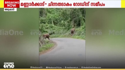 പാലക്കാട്‌ അട്ടപ്പാടിയിൽ റോഡിന് സമീപം കാട്ടാനക്കൂട്ടം; ഒരാഴ്ചയായി ആനകൾ ജനവാസമേഖലയിലെന്ന് നാട്ടുകാർ
