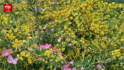 کشمیر میں مگس پروری سے وابستہ کسانوں کو درپیش مشکلات