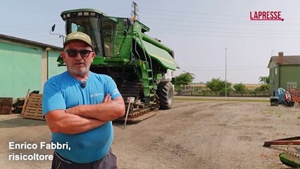 L'invasione di fenicotteri rosa sul Delta del Po: risaie minacciate