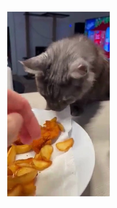Funny cute cats compilation