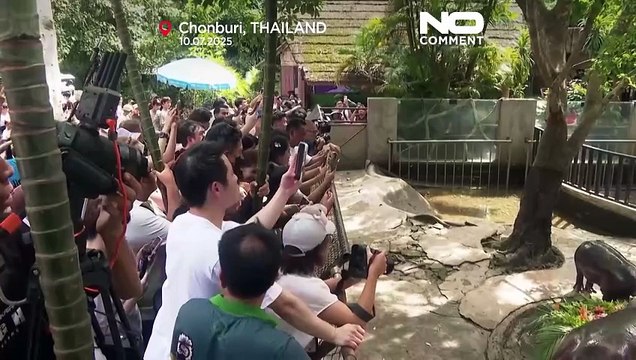 Звезда Таиланда бегемотик Му Денг празднует свой первый день рождения