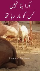 BAKRA pata nahi KIS ko mar Raha tha😱