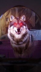 Fated to Miss- The Luna in His Dreams Reelshort - DramaHitz