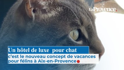 Un hôtel de luxe pour chat, c’est le nouveau  concept de vacances pour félins à Aix-en-Provence