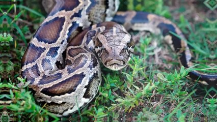 🚨 CHOC : Quelque chose décapite des pythons géants en Floride…