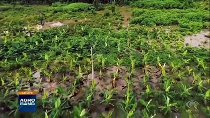 Giro Brasil: cheias do Rio Negro, exportação de pinhão, carne suína