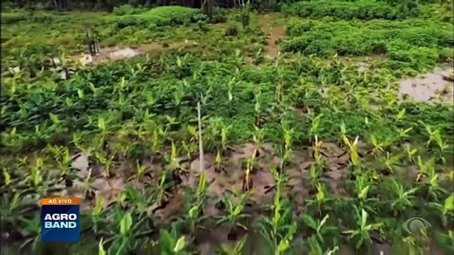Giro Brasil: cheias do Rio Negro, exportação de pinhão, carne suína