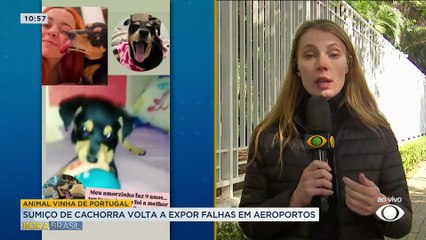 Cadela desaparece temporariamente no aeroporto de Guarulhos após viagem a Portugal
