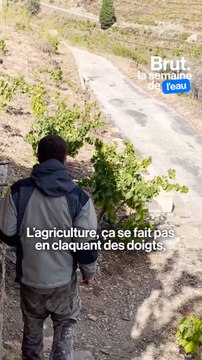 Face aux sécheresses, ce viticulteur bio fait pousser… des cactus