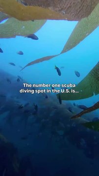 Discover the #1 Scuba Diving Spot in the U.S.