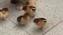 puppy plays with baby chicks too cute to handle! 🐶🐥