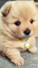 adorable puppy alert cuteness overload! 🐶💖