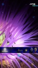 Anémonas de mar: las claves ocultas de la evolución humana