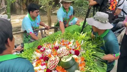 Hipopótamo-pigmeu completa 1º aniversário com celebração em Zoo